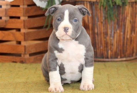 Princess is a Boxer and American Bully puppy for sale in Grand 